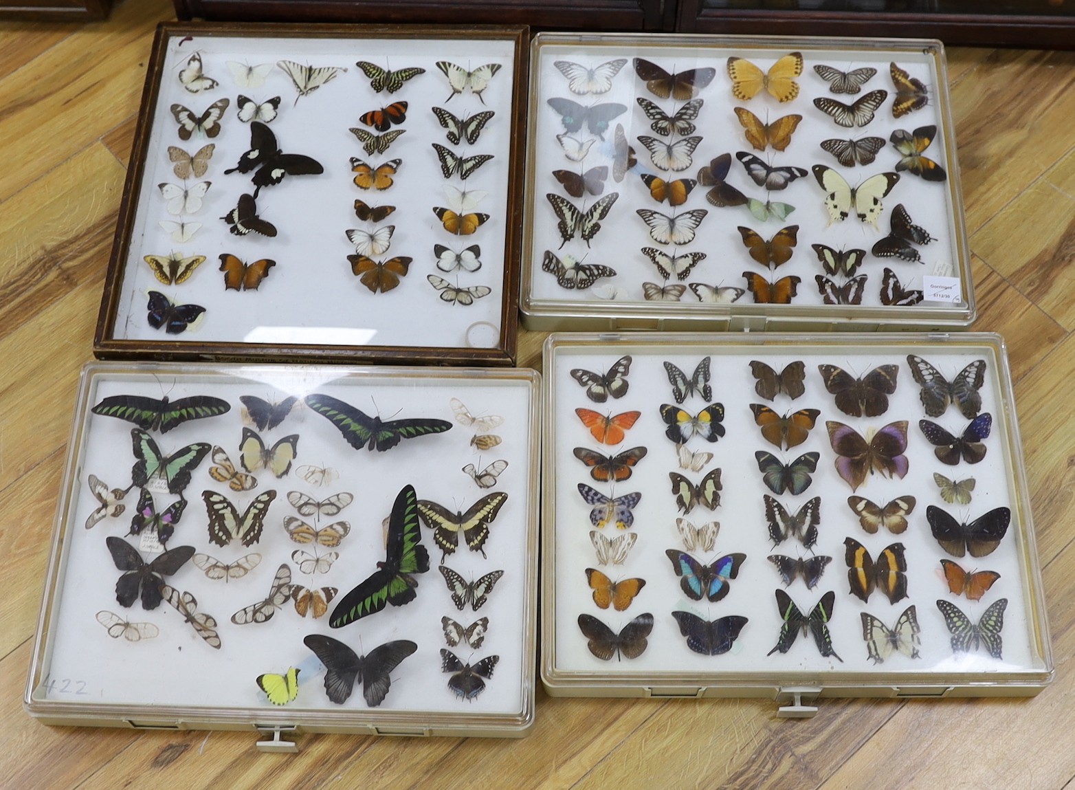 Four cases of exotic World butterfly specimens, many with collection labels for 1970s to c.1990, three Perspex cases 39 cm x 50 cm, wood case 46 cm x 46cm